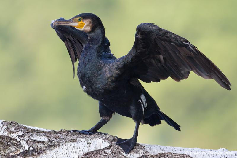 kormoran źródło www.ekologia.pl 