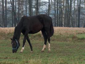 Stadnina koni w Jawiszowicach